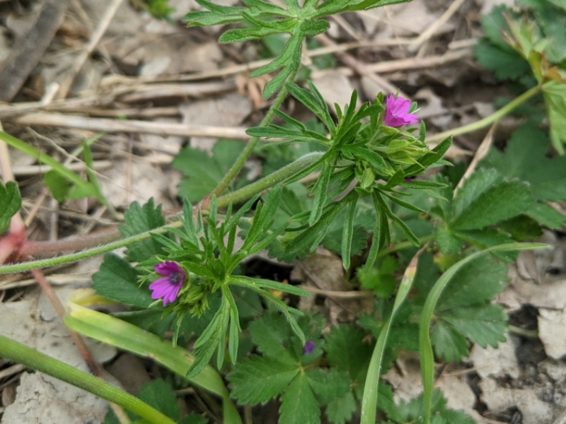 destacada Geranium dissectum