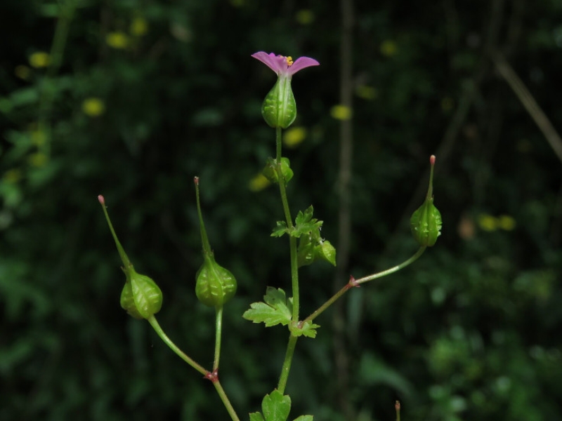 destacada Geranium lucidum