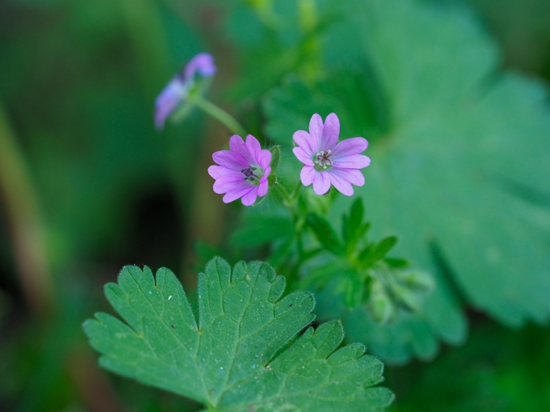 destacada Geranium molle