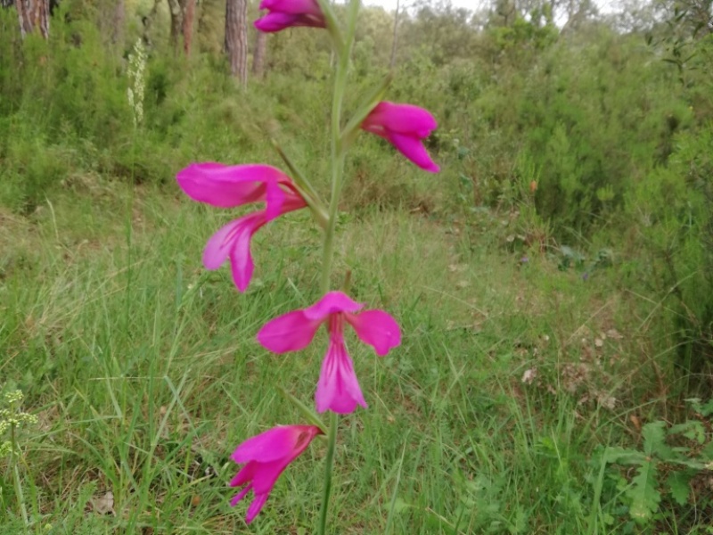 destacada Gladiolus communis