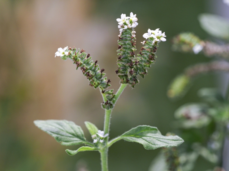 destacada Heliotropium europaeum