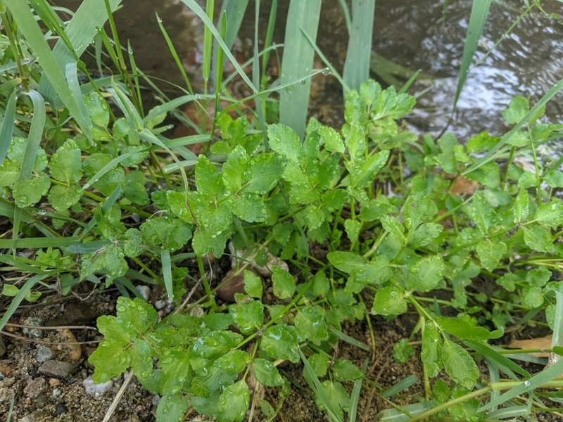 destacada Helosciadium nodiflorum