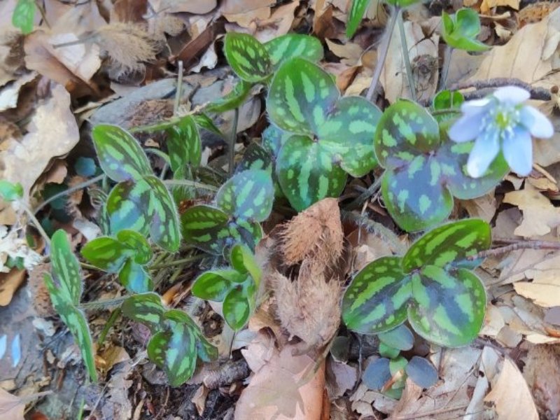 destacada Hepatica nobilis