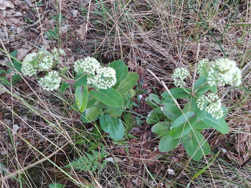 destacada Hylotelephium maximum