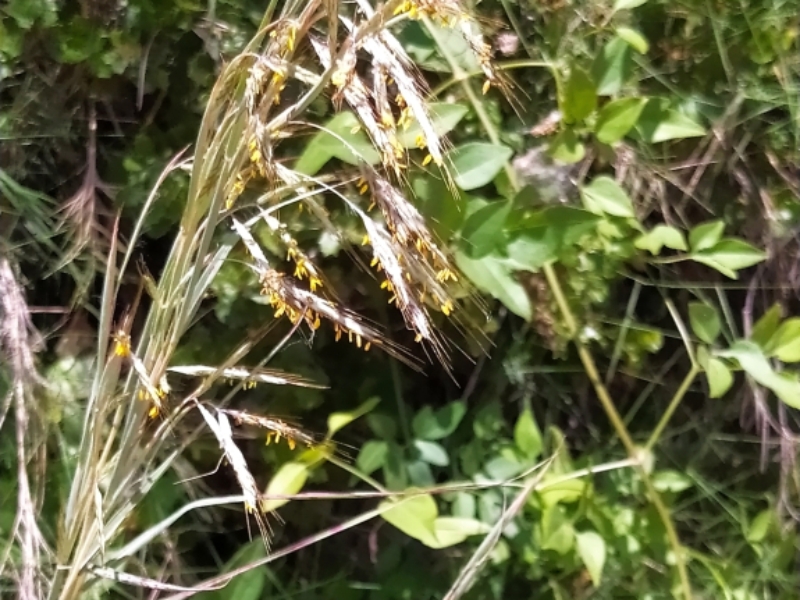 destacada Hyparrhenia hirta