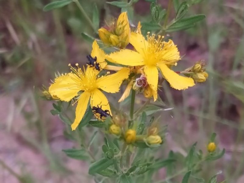 destacada Hypericum perforatum