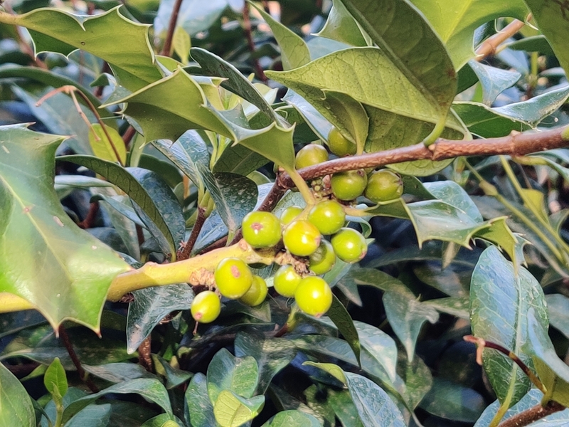 destacada Ilex aquifolium