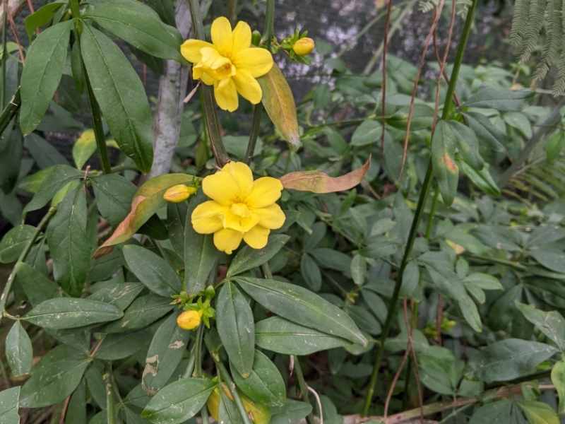 destacada Jasminum mesnyi