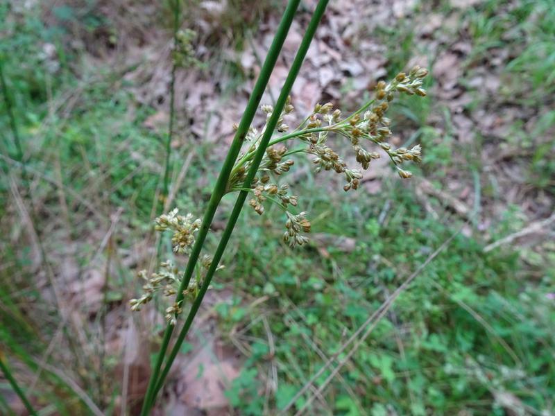 destacada Juncus effusus