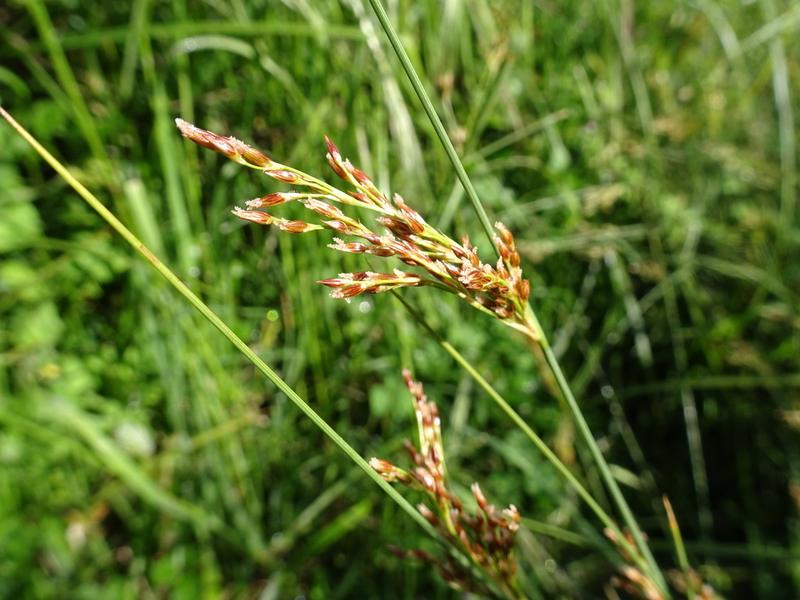 destacada Juncus inflexus inflexus