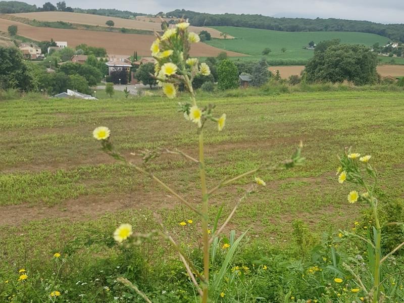 destacada Lactuca serriola