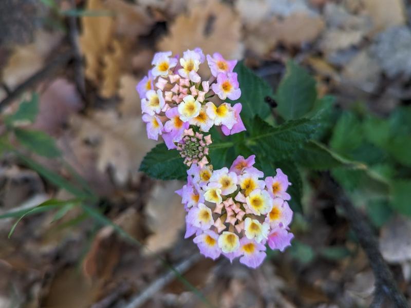 destacada Lantana camara