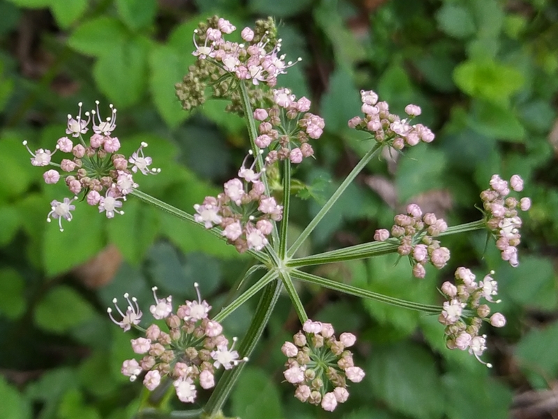 destacada Laserpitium latifolium latifolium