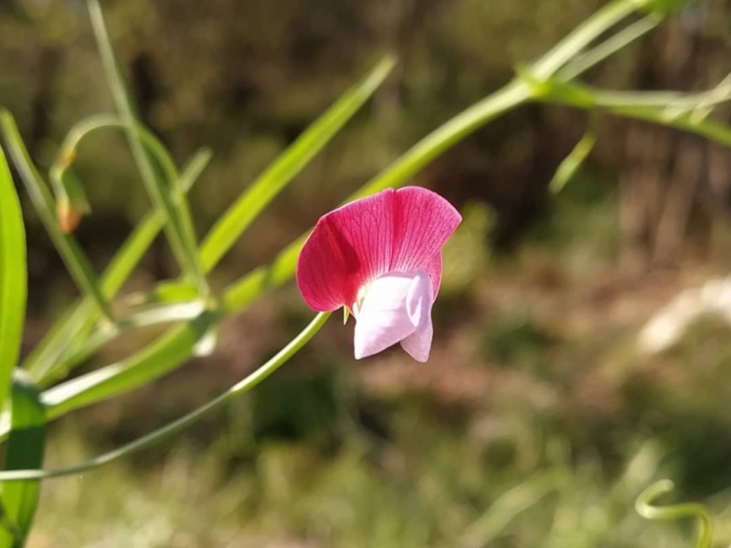 destacada Lathyrus clymenum
