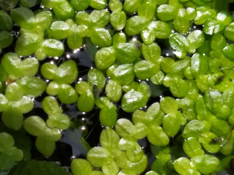 destacada Lemna minor