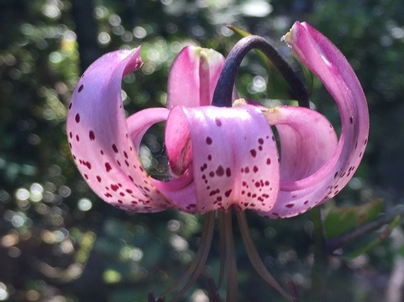 destacada Lilium martagon