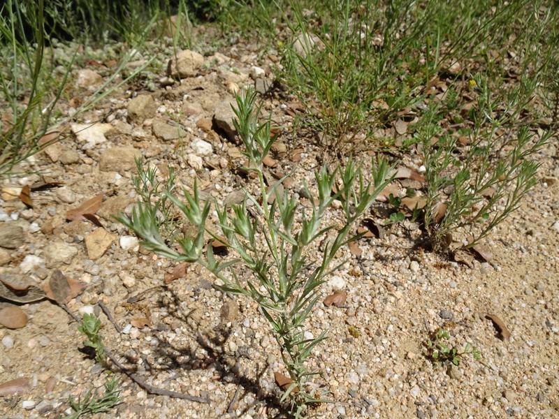 destacada Logfia gallica