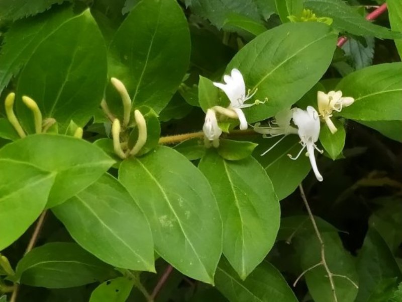 destacada Lonicera japonica