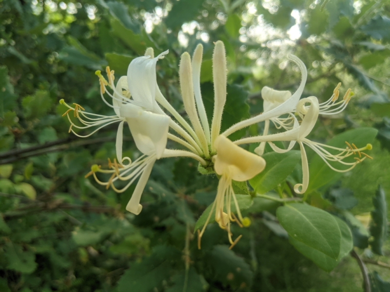 destacada Lonicera periclymenum