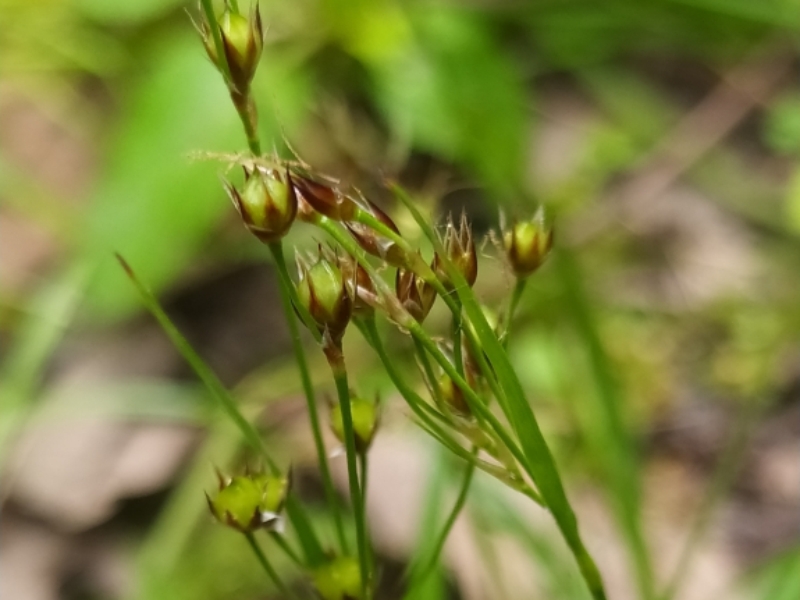 destacada Luzula forsteri forsteri
