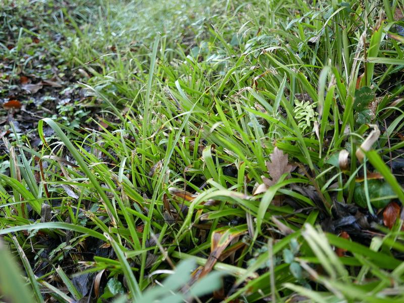 destacada Luzula sylvatica sylvatica