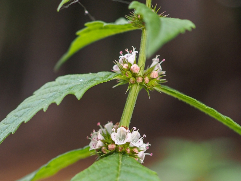 destacada Lycopus europaeus