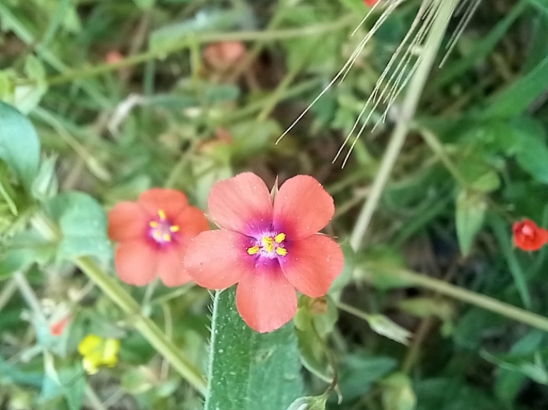 destacada Lysimachia arvensis