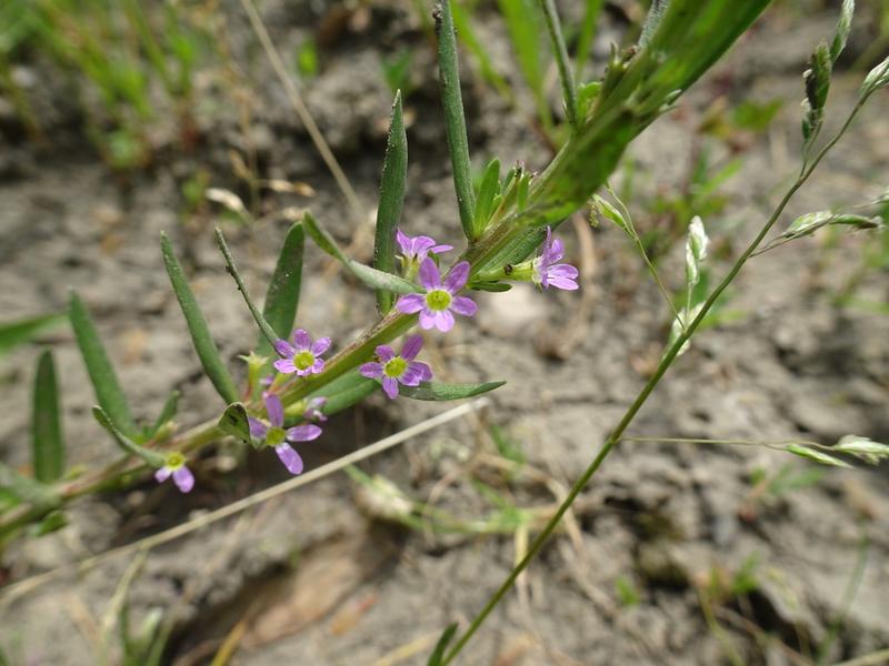 destacada Lythrum hyssopifolia