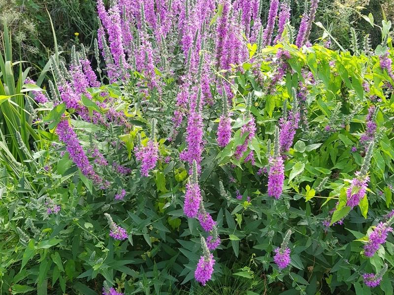 destacada Lythrum salicaria