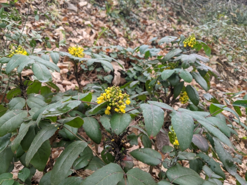 destacada Mahonia aquifolium