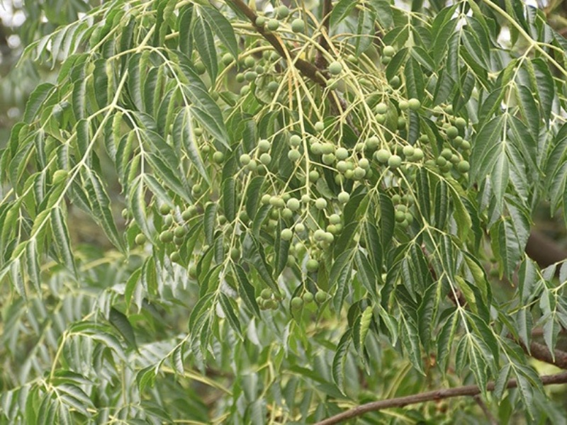 destacada Melia azedarach