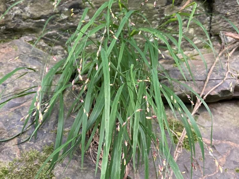 destacada Melica uniflora