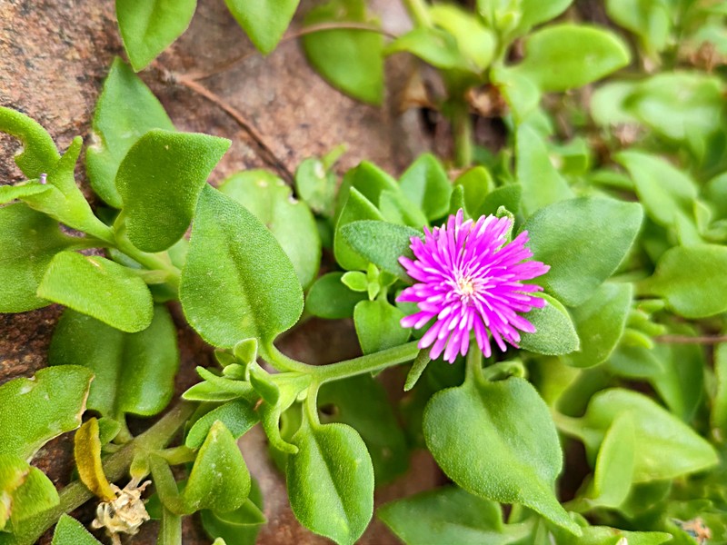 destacada Mesembryanthemum cordifolium