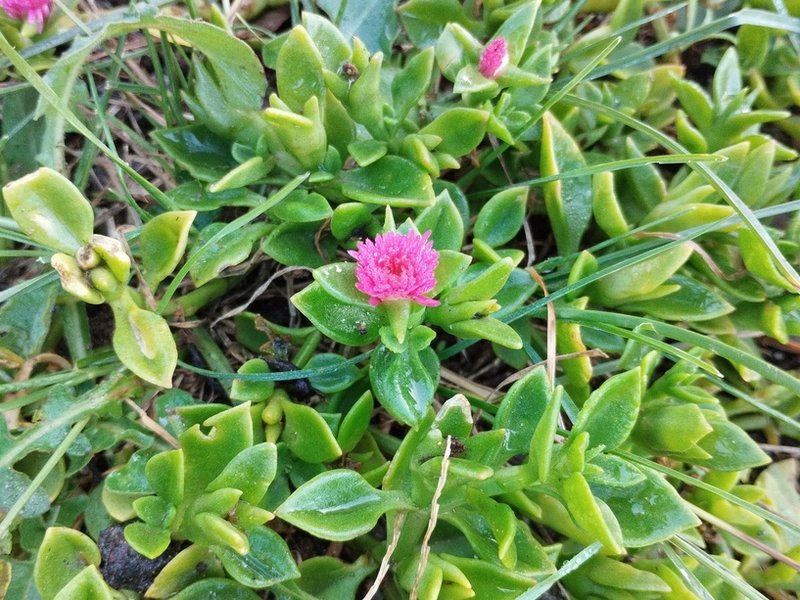 destacada Mesembryanthemum ×vascosilvae