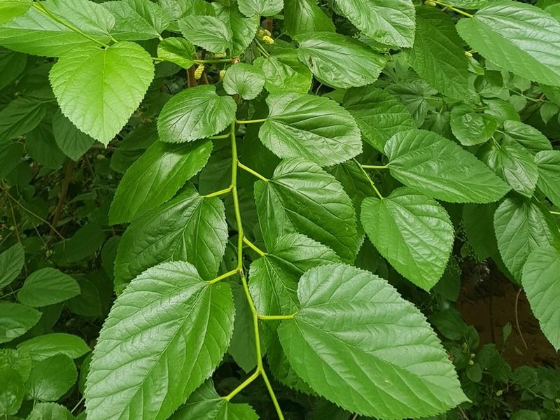 destacada Morus alba