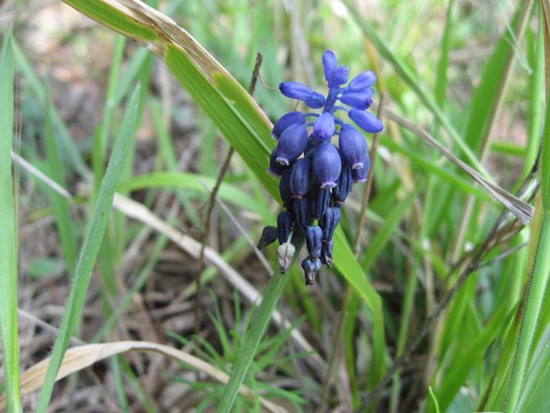 destacada Muscari neglectum