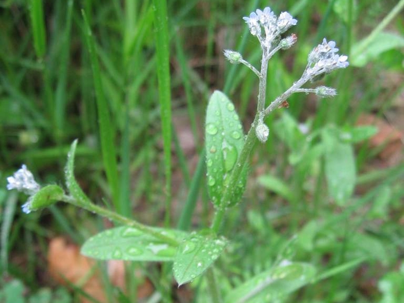 destacada Myosotis arvensis arvensis
