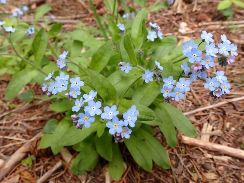 destacada Myosotis decumbens teresiana