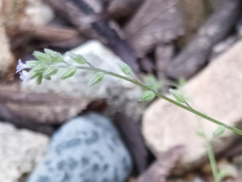destacada Myosotis ramosissima ramosissima