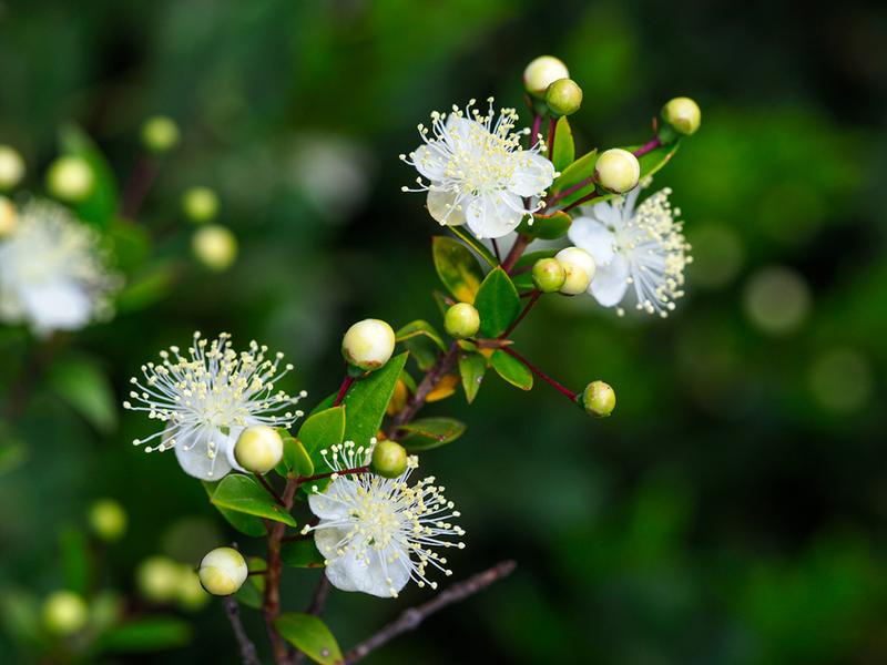 destacada Myrtus communis