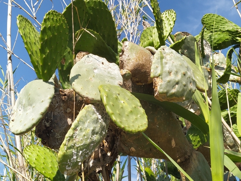 destacada Opuntia ficus indica