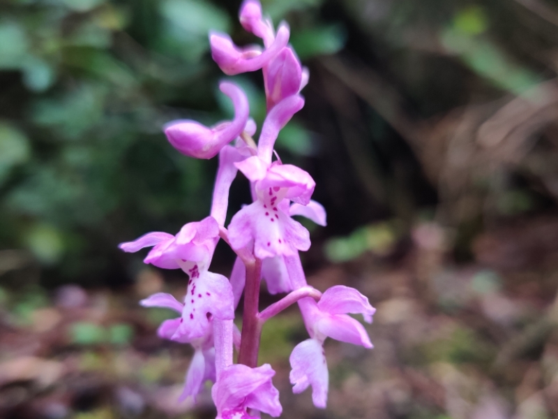 destacada Orchis mascula