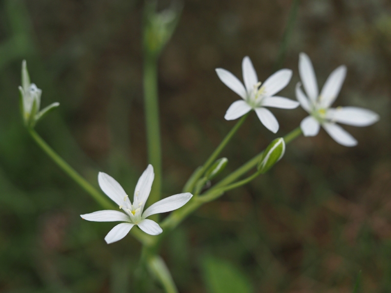 destacada Ornithogalum bourgaeanum