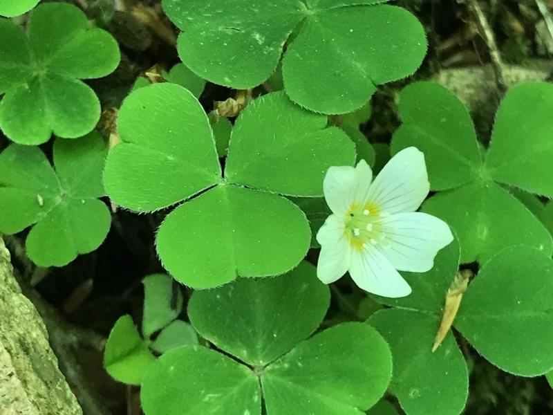 destacada Oxalis acetosella acetosella