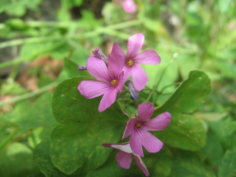 destacada Oxalis articulata