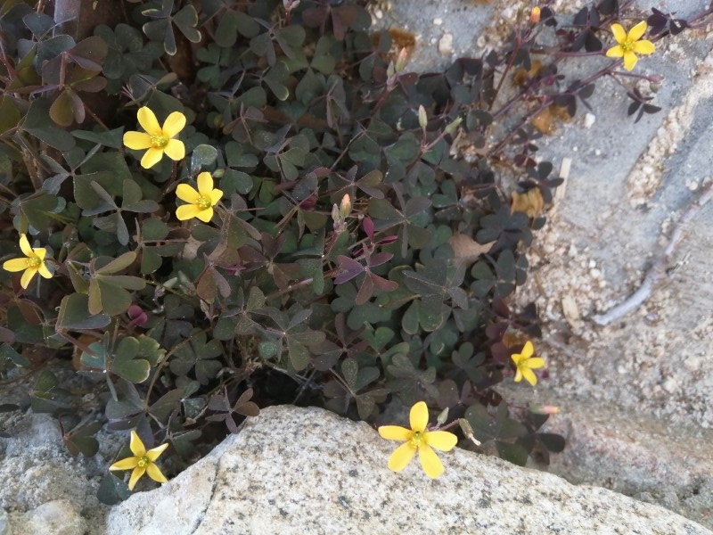 destacada Oxalis corniculata