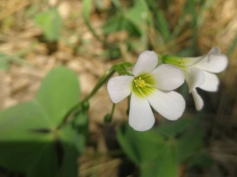 destacada Oxalis debilis
