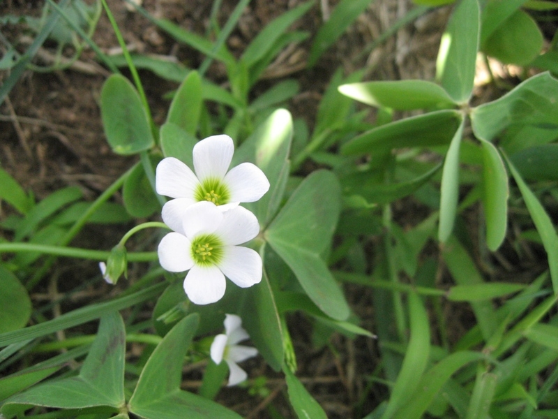 destacada Oxalis latifolia