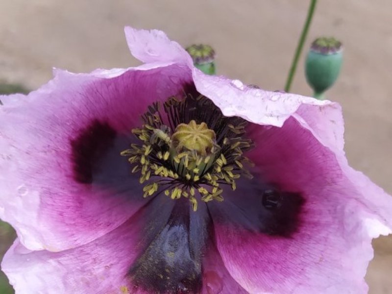 destacada Papaver somniferum setigerum