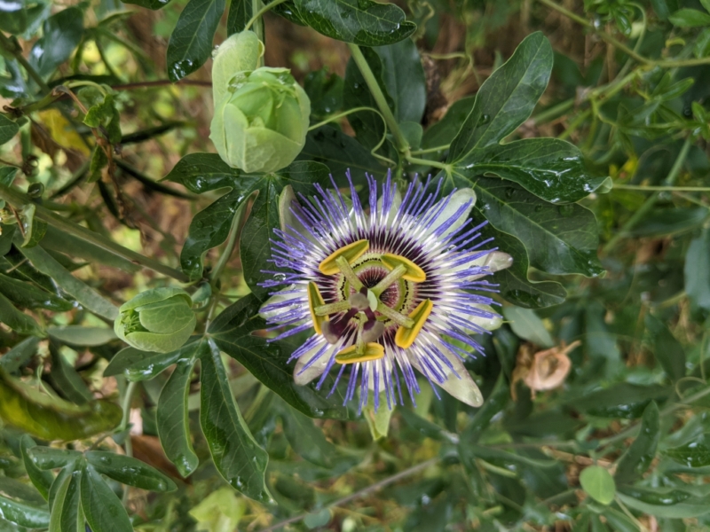 destacada Passiflora caerulea